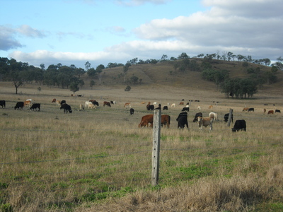 澳大利亚肉牛