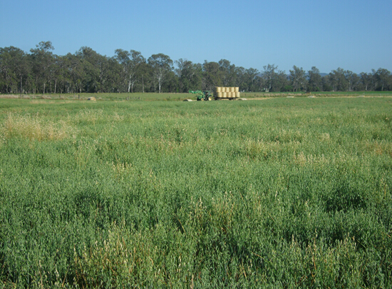 香岩集团澳洲牧场燕麦草收割