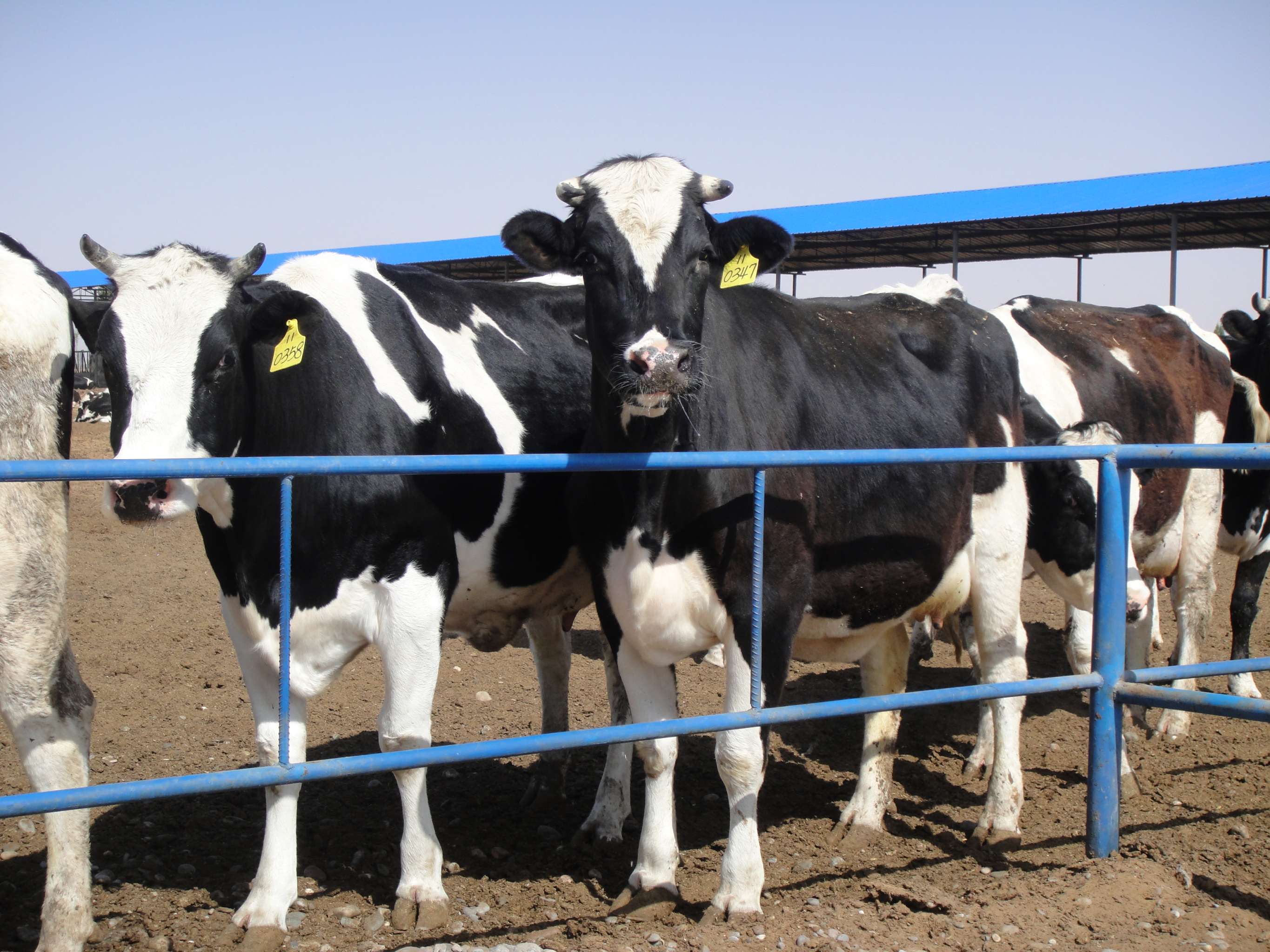 成立于2013年10月,是中国第一家在沙漠中建设的万头奶牛标准化养殖场